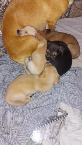 ? Procura-se um lar cheio de amor! 4 cachorrinhos para adoção responsável ?