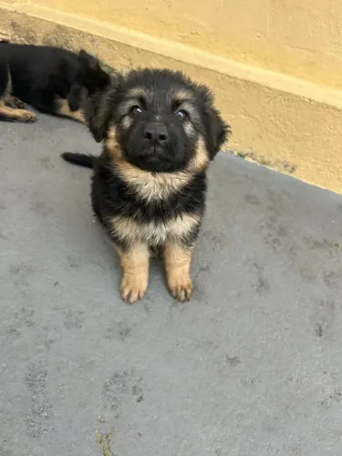 Filhote pastor alemão, Venha conhecer os bebês mais fofos do mundo canino!