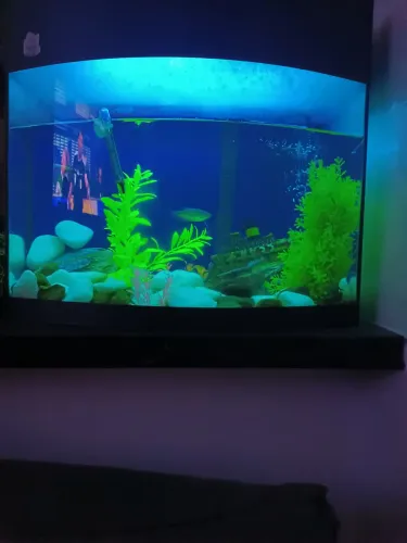 Aquário de 50 litros completo