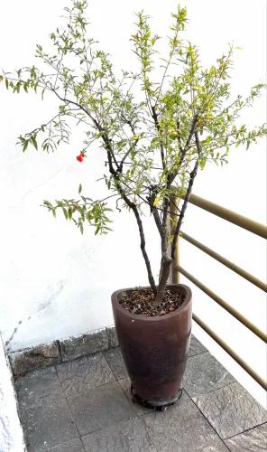 Vendo muda de Romã gigante produzindo