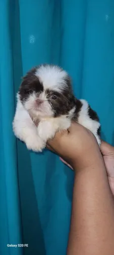 Shihtzu macho disponível para reserva