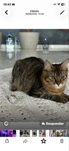Maine Coon fêmea com pedigree troco por dois filhotes de persa ou 1 british short Hair