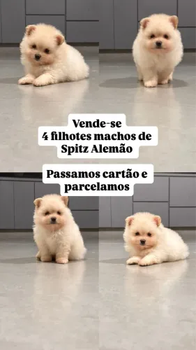 Vende-se filhote de Sptiz Alemão