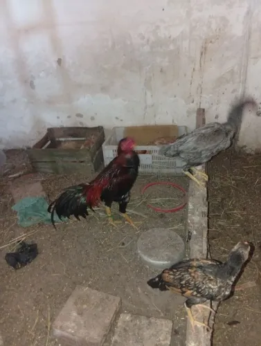Vende se 09 galinhas e um galo