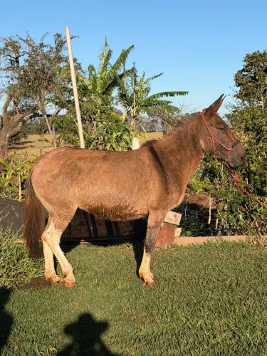 Burro manso de tudo