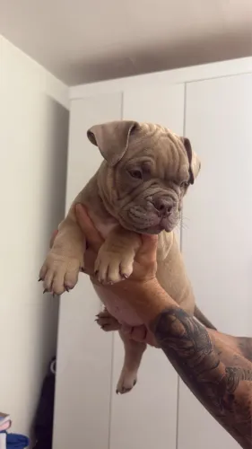 American Bully 