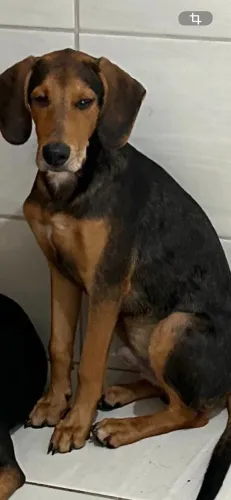 Doação cão 7 meses