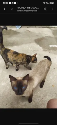 Doação de gatos