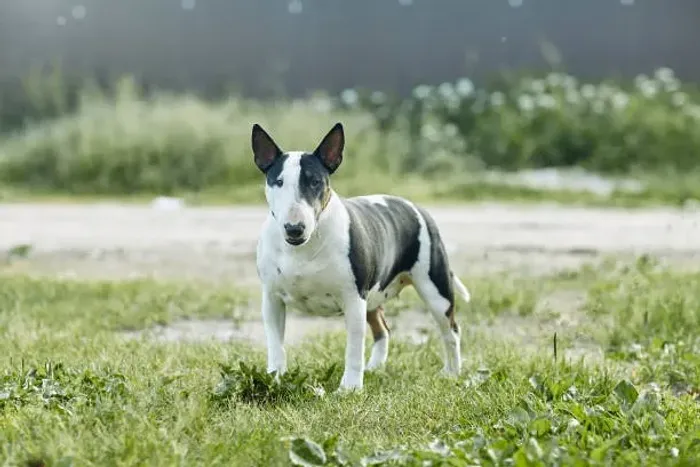 ? Filhotes de Bull Terrier | Estrutura Forte e Excelente Temperamento