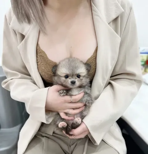 Filhote de cachorro spitz alemão/lulu da pomerânia pelagem densa