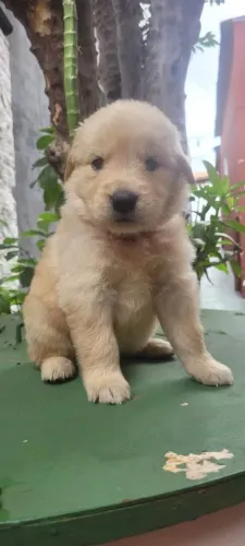 Filhote Golden Retriever, Coração quentinho garantido com esse novo amigo peludo!