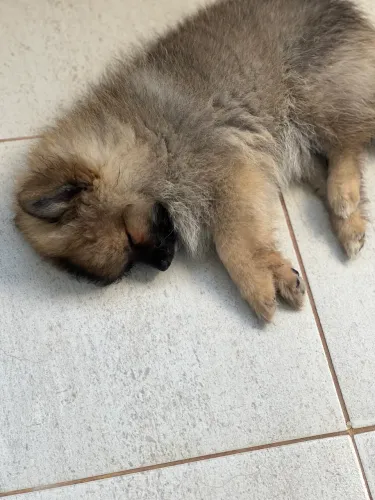 Cachorrinha Lulu da pomerania 