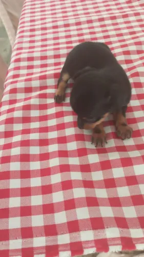 Pinscher 1, fêmea.