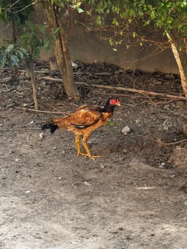 Galo e galinha índio