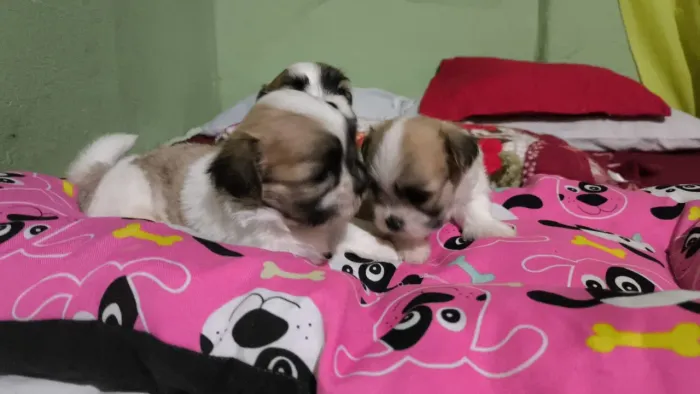Shitzu lindos 680,00