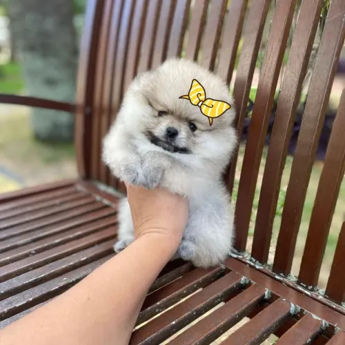 Lulu da Pomerânia Minúsculos Legítimos