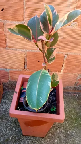 Ficus elástica