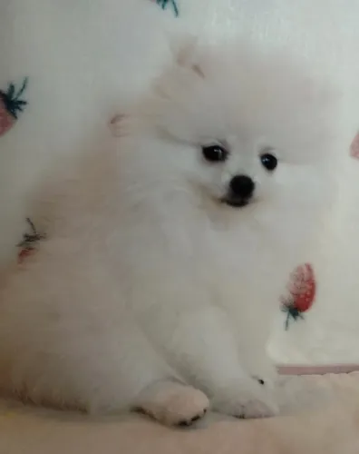 Cachorro Lulu da Pomerania alegria única para voce.