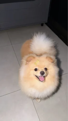 Leon procura uma namorada (spitz alemão anão)