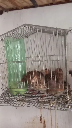 Filhotes de codornas japonicas 