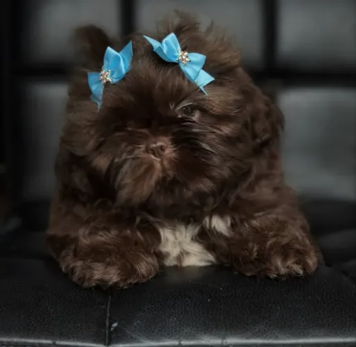 Shih tzu fêmea e macho micro