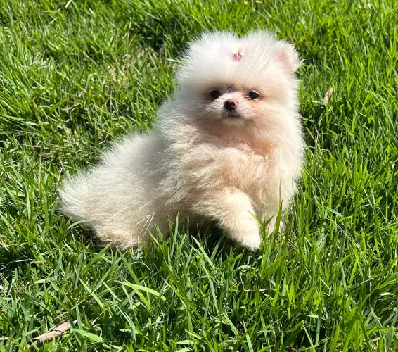 Fêmea de Lulu da pomerania