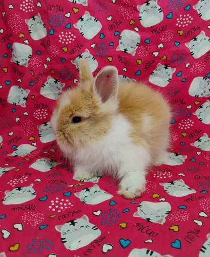 Netherland, Mini Lop, Mini Lion, Mini Coelhos