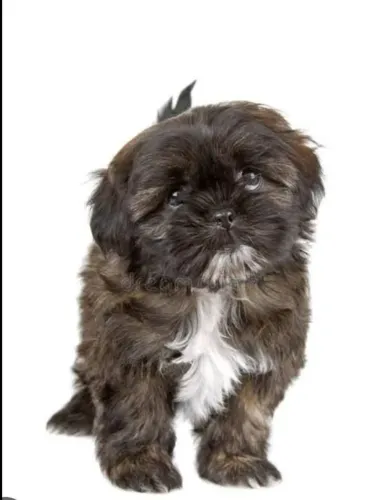 Doando esse cachorro