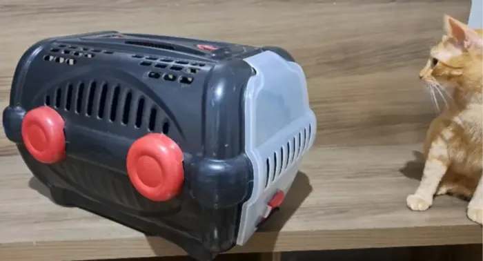 Caixa de Transporte Pet Rígida (Gatos/Cães de Pequeno Porte)