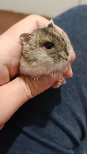 Filhote Hamster Anão Russo 
