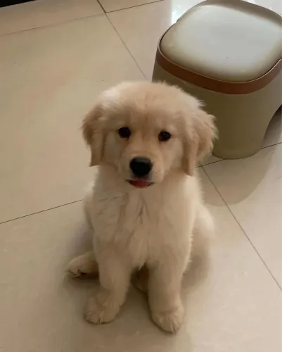 Doação Golden 