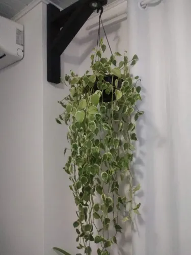 *Vendo mão francesa para pendurar plantas!. Em madeira de pinos americano!.