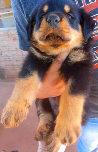 Filhotes de Rottweiler
