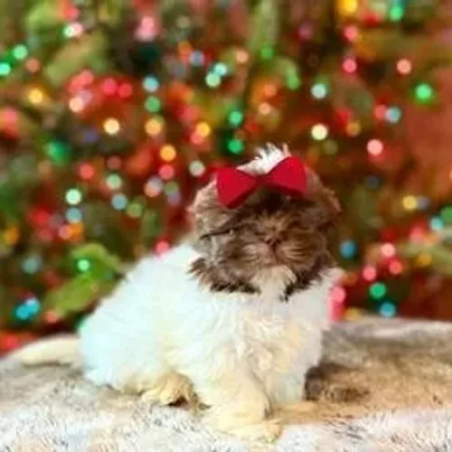 Lhasa Apso,Lhasa Apso Filhote Linda Linhagem Disponível