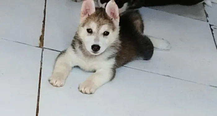 Filhotes husk siberiano 
