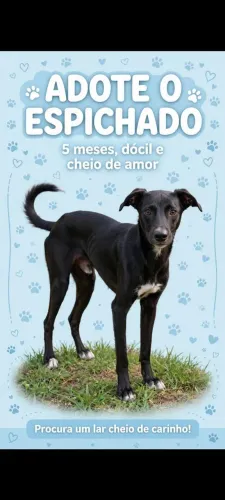 Adoçao responsável de cachorros