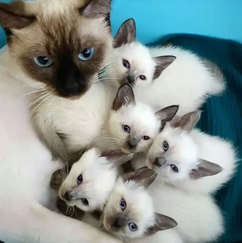 Filhotes de gato siamês 