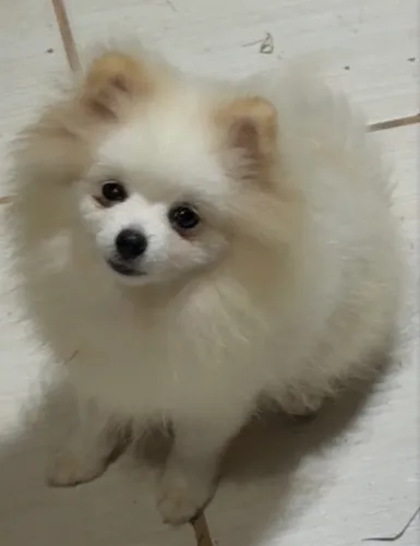 Spitz alemão macho