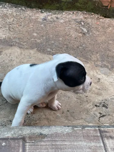 Pitbull