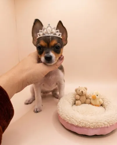 Fêmea Pinscher Muito Dócil