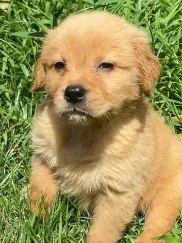Golden retriever MACHO 