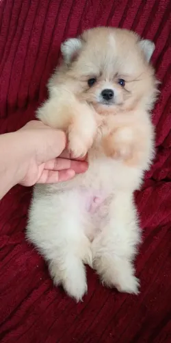 Lulu Pomerânia