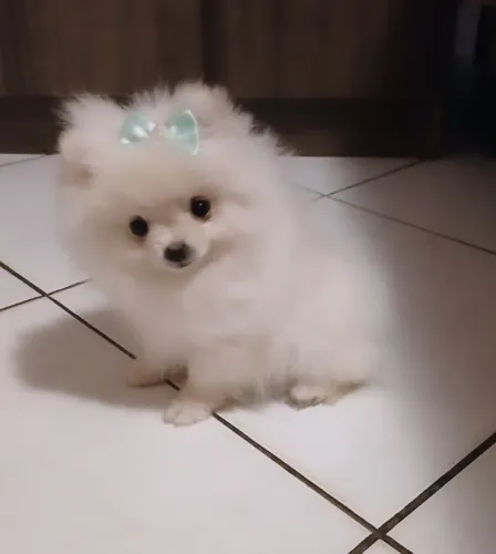 Linda filhote de Spitz anã