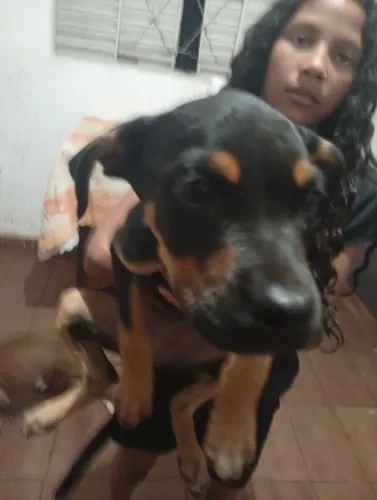 Pitbull misturado com rottweiler pitbull 