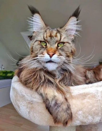 Gatil de Mainecoon ativo