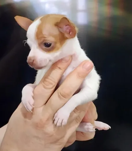 Pinscher raridade 0