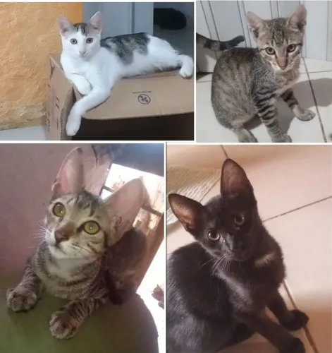 Doação filhotes de gatinho