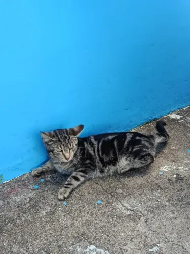 Gatos para adoção