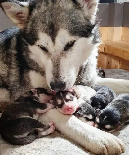 FILHOTES DE HUSKY SIBERIANO
