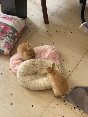 Coelhinhos bebês,da raça mini loop